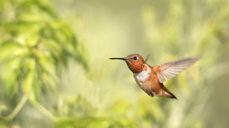 hummingbird in flight on blurred garden background