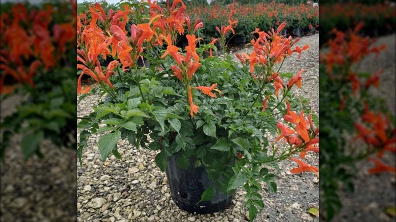 cape honeysuckle in pot