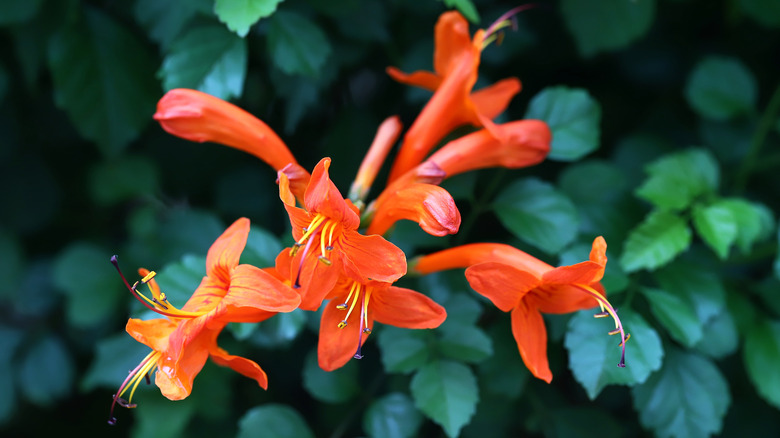 close up cape honeysuckle bloom