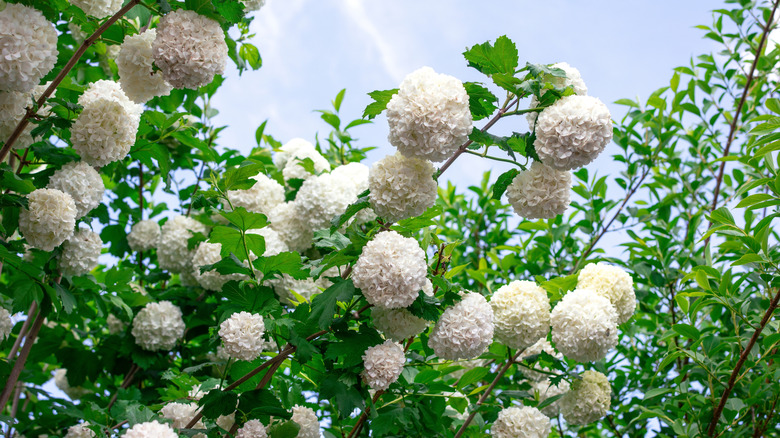 A large viburnum shrub with large white flowers and dainty green foilage.