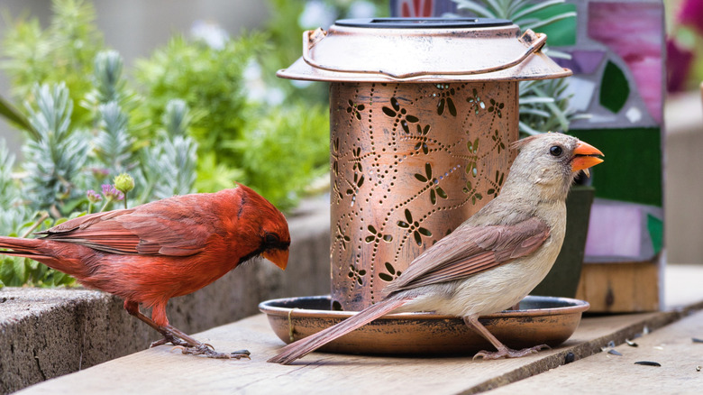 A pair of cardinals on a wooden patio table next to an outdoor lantern and a stained glass décor piece.