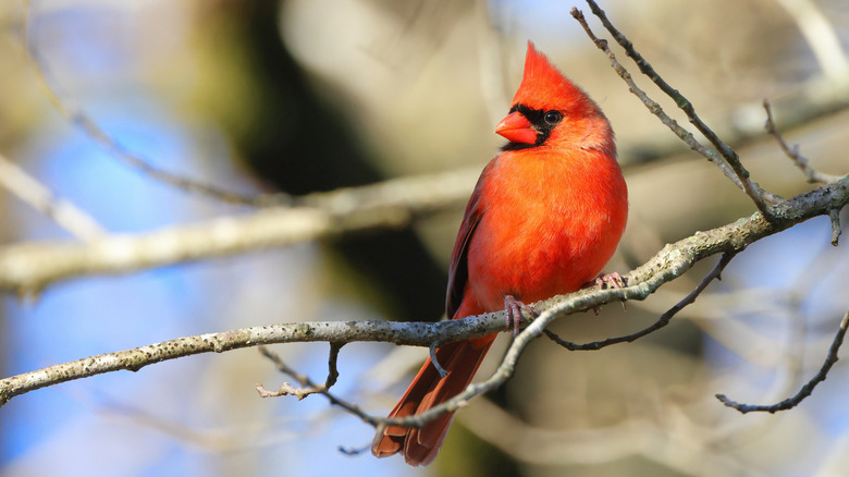 Cardinal perched on a tree branch