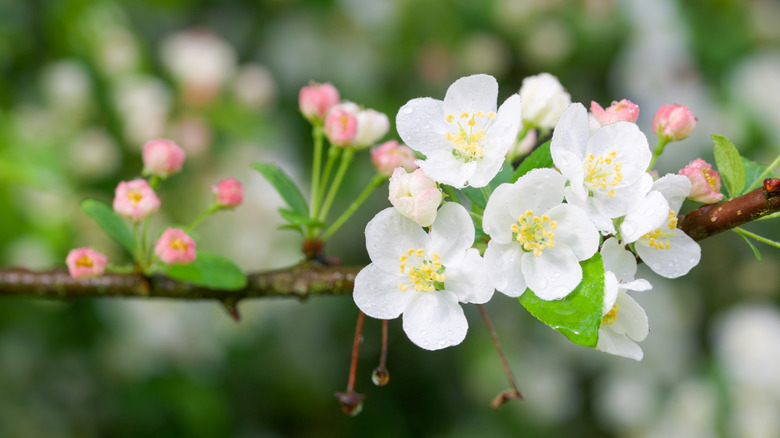 Close-up of Sargent crabapple flowers