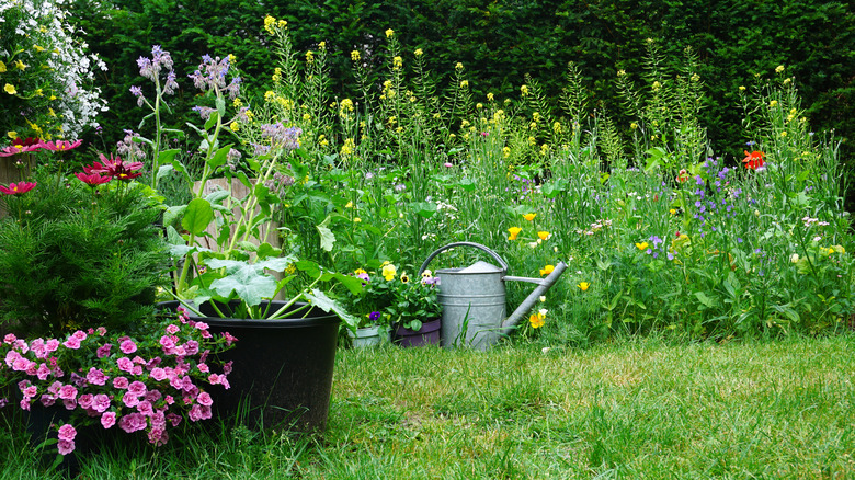 Wildflowers in yard