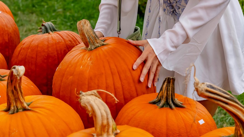 Person inspecting harvested pumpkins