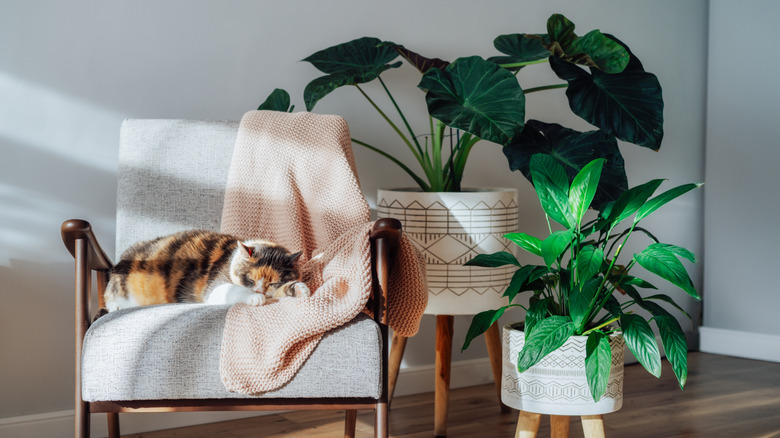 A cat slumbers on a mid-century modern chair next to a pair of potted houseplants.