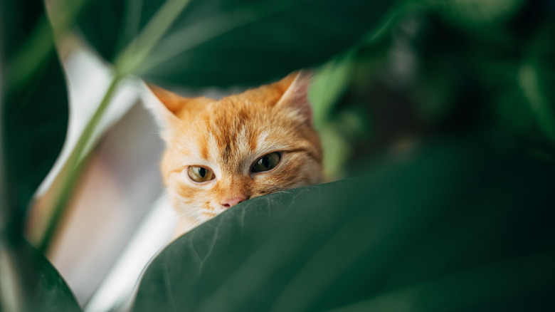 An orange cat can be seen staring through the gaps between large leaves in a plant.