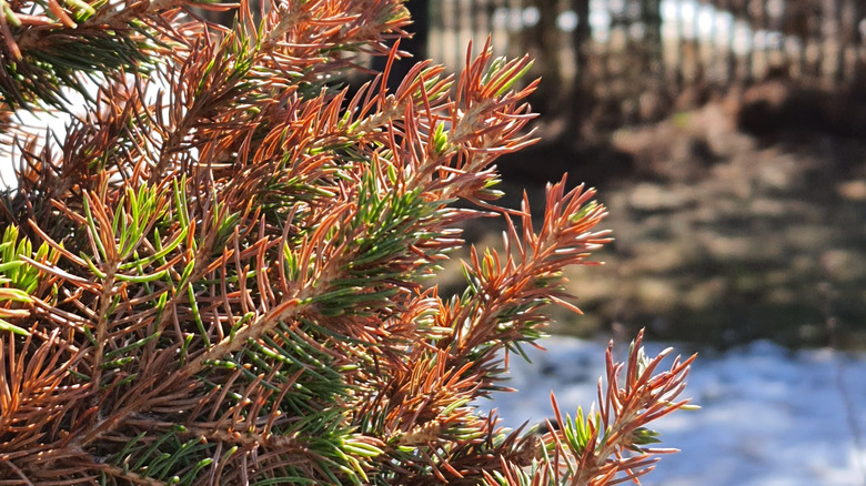 Damage to spruce tree