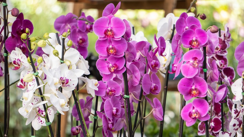 purple and white cattleya orchids