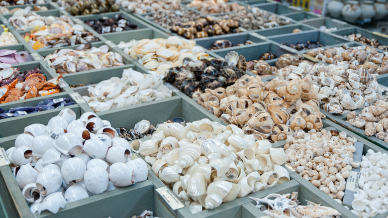 Assorted seashells at a craft shop