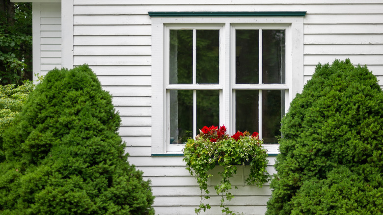 Double hung windows on a white house with a window box of flowers under it and two shrubs on the side