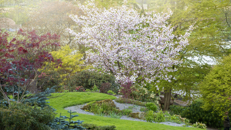 A beautiful tree full of flowers in garden