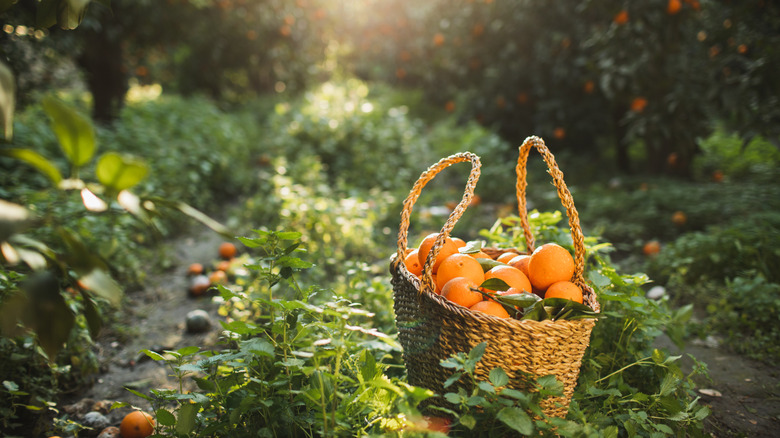 A basket full of oranges on the ground