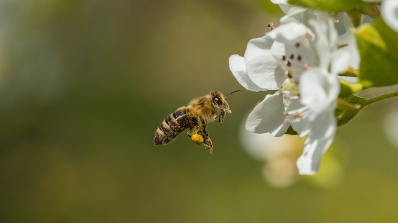Honey bee hovering near a flower
