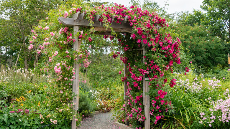 Climbing red and pinks roses on wooden arbor in garden.