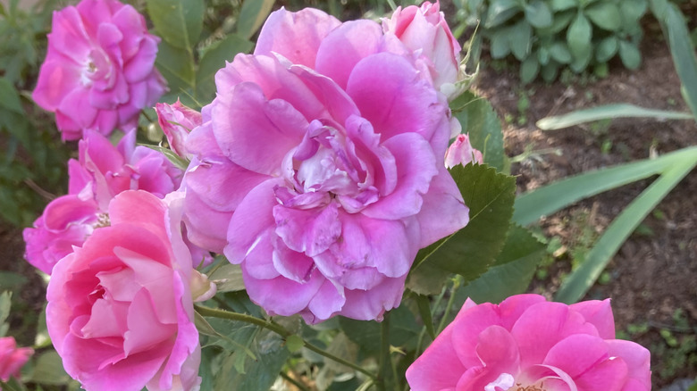 'Zephirine Drouhin' climbing rose in bloom