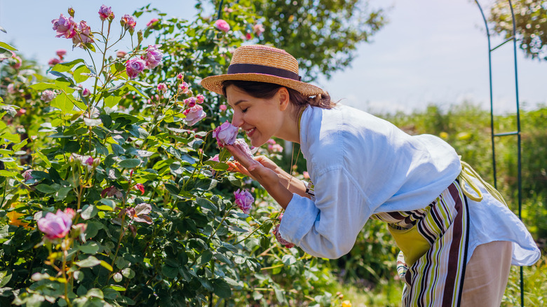 A gardener smelling roses in a garden