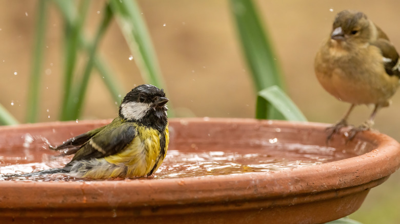 Two cute birds enjoying a splash in a terracotta bird bath