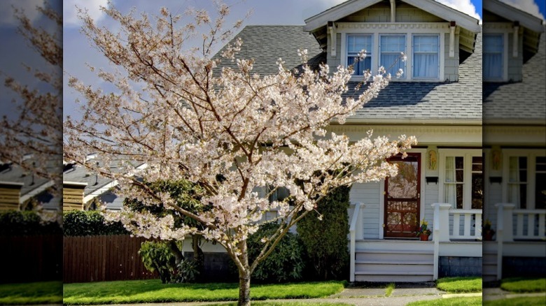 A 'Snow Goose' cherry trees in full bloom in front yard