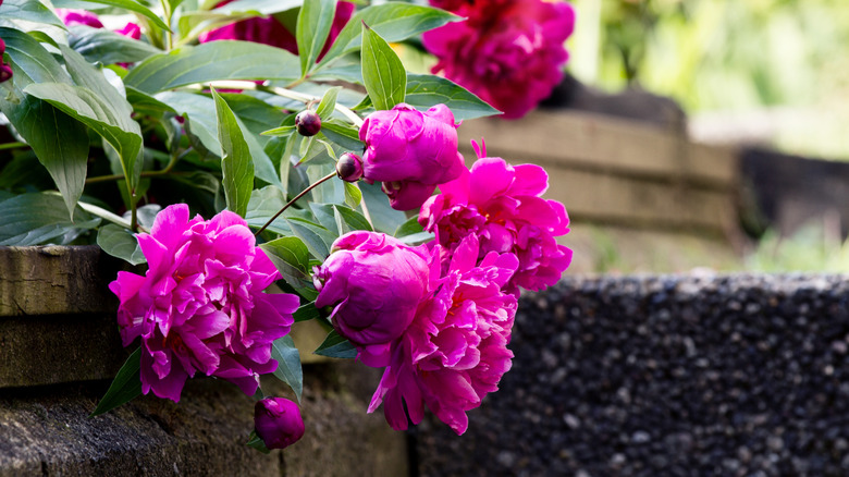 Drooping peonies in a garden bed
