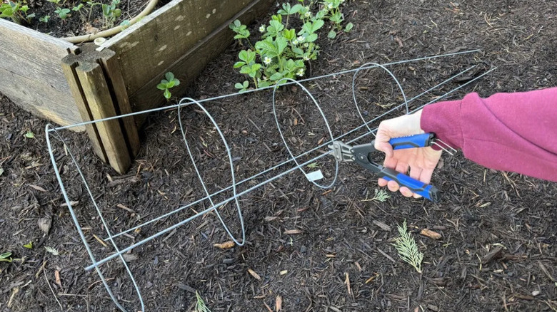 Gardener cutting tomato cage in half