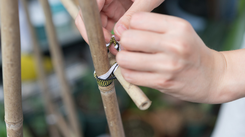Gardener tying pieces of bamboo together