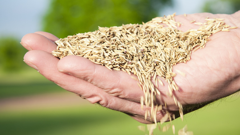 person holding grass seed