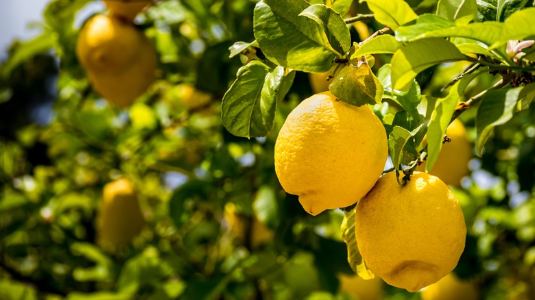 fruits growing on lemon tree