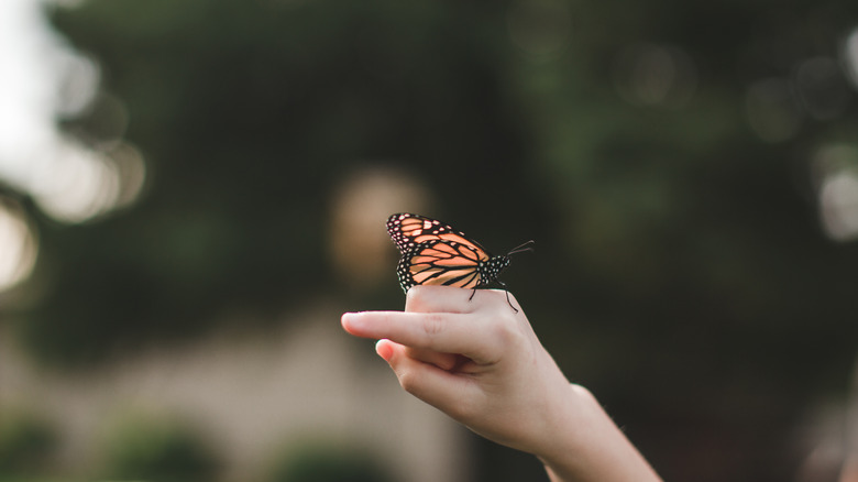 A butterfly landing on a child's hand