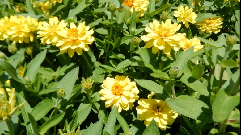 Prairie zinnias growing outdoors