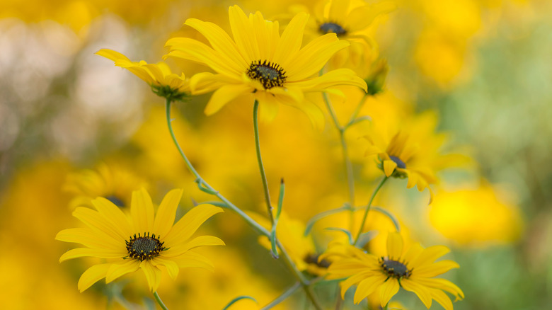 Swamp sunflower blooms with yellow petals and brown centers