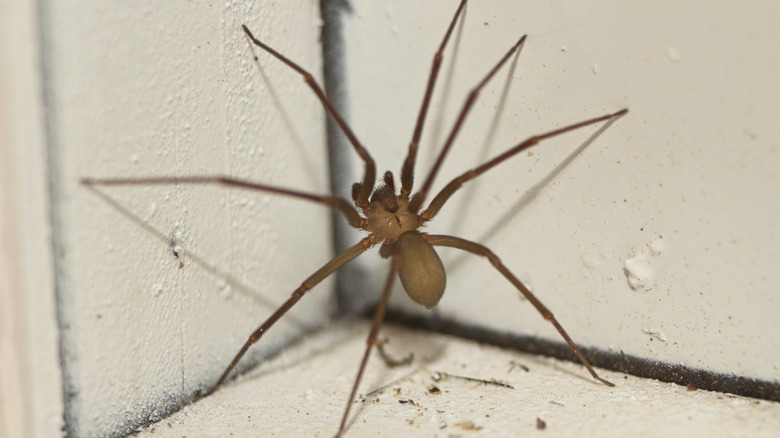 Brown recluse spider