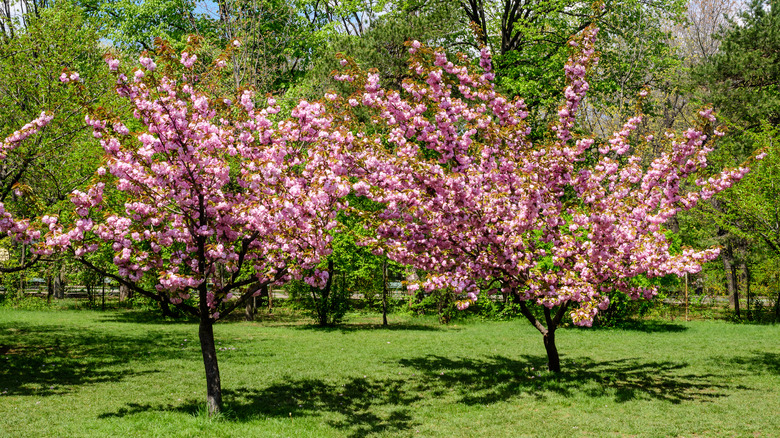 cheals weeping trees 