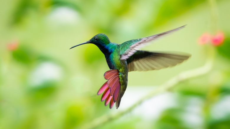 Hummingbird hovering in air