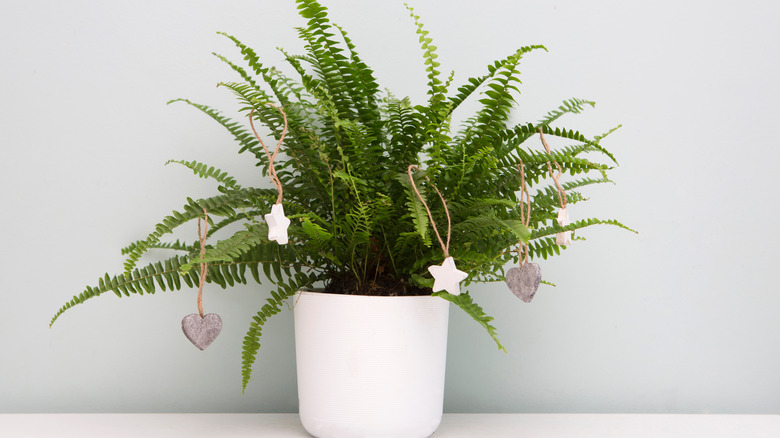 Fern with ornaments