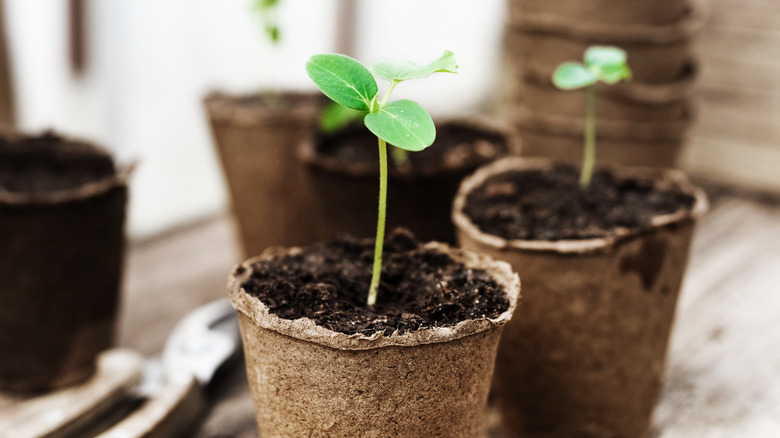 Seedlings grow in small pots