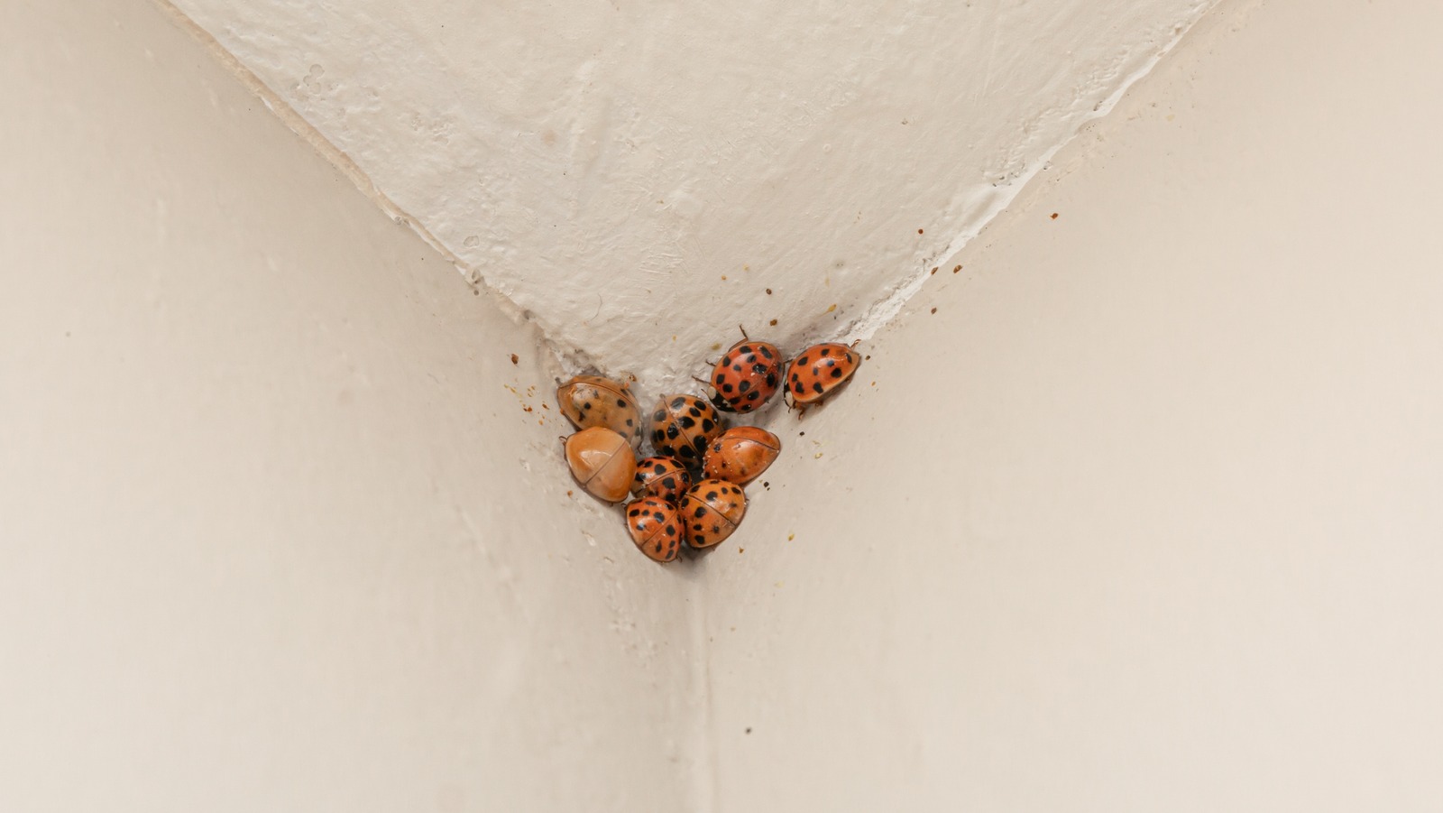 The Citrus Scent You Need To Kick Asian Lady Beetles To The Curb