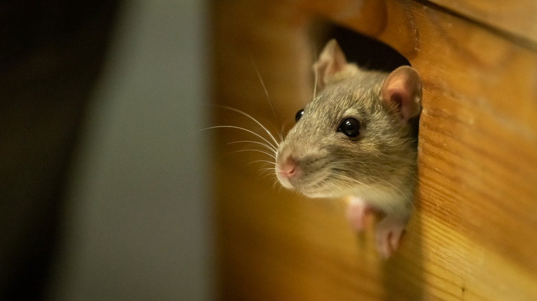 mouse face peeping out of wall hole