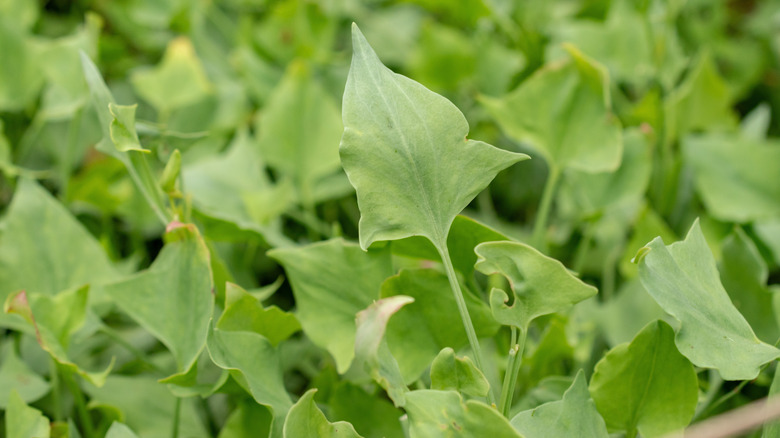Close up of French sorrel in the garden