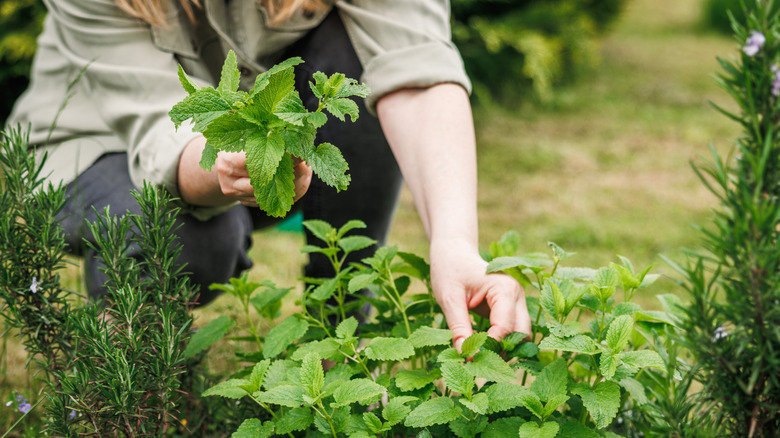 Picking lemon balm in the garden