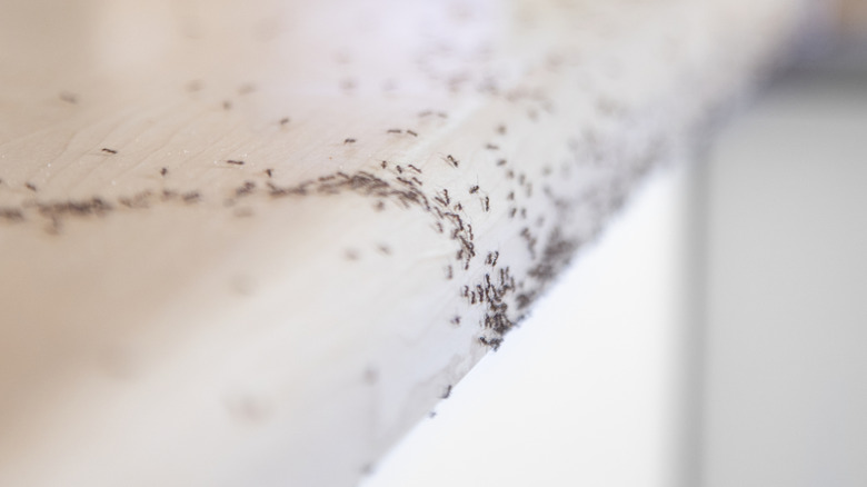 Ants crawling on a kitchen counter.