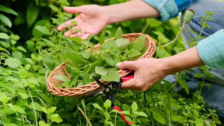 lemon balm in garden