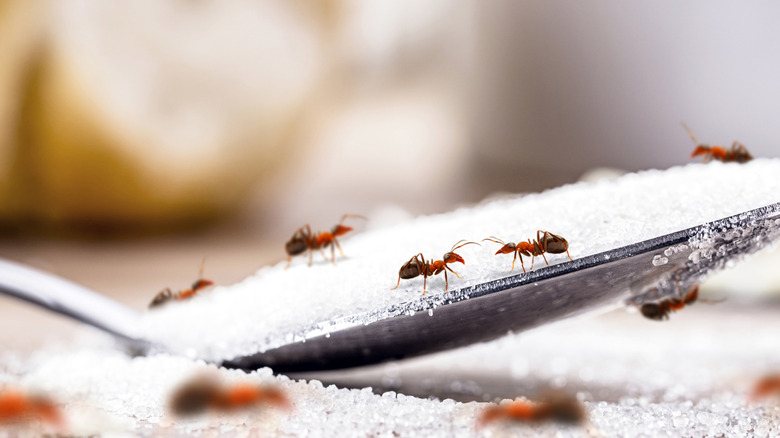 Several ants crawl on a spoon full of sugar