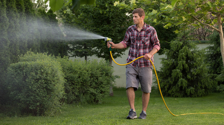 Man watering shrubs