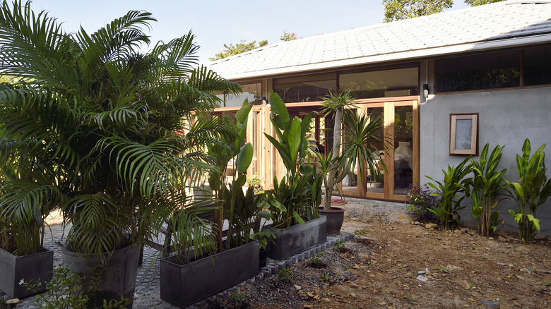 A residential backyard full of potted tropical trees.