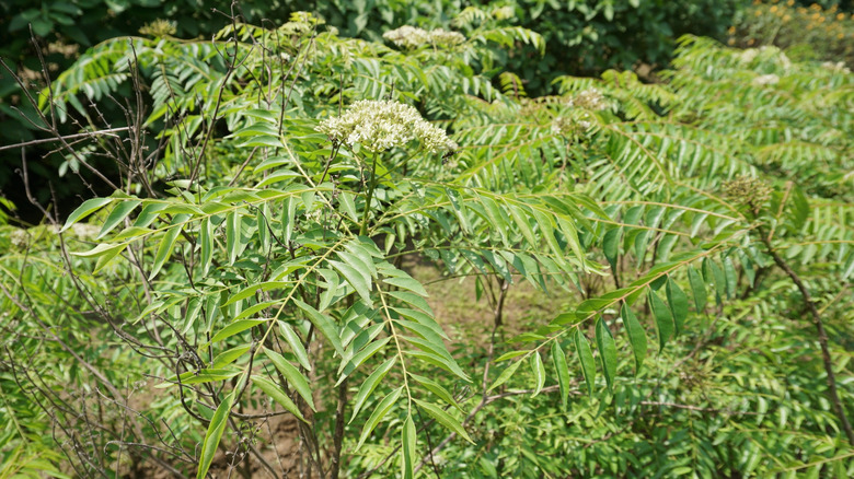 An adult curry leaf tree with bright green and slender leaves and white flowers.