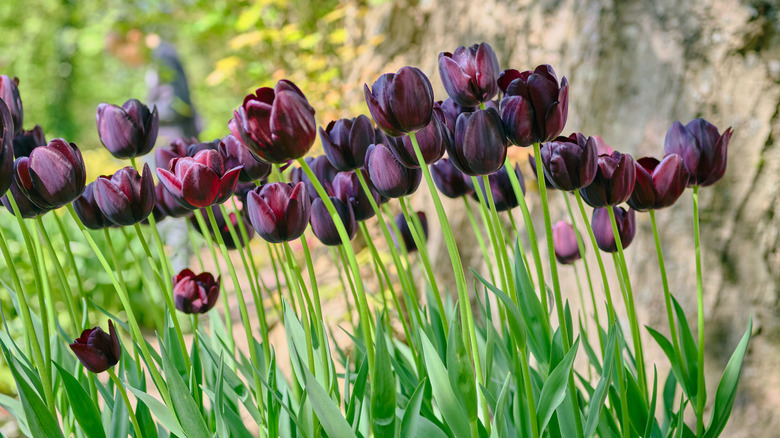 Dark purplish-red tulips like black hero grow out in the woods in front of a large tree.