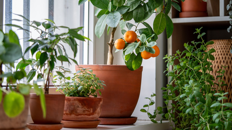 a calamondin orange tree on a sunny windowsill surrounded by other plants