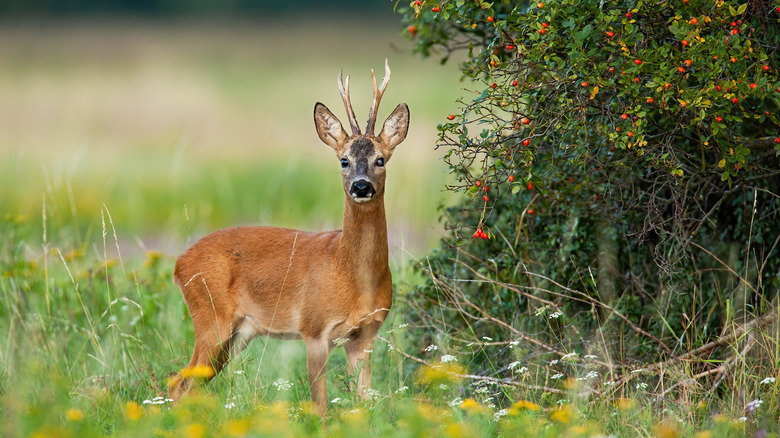 Deer next to a fruit tree