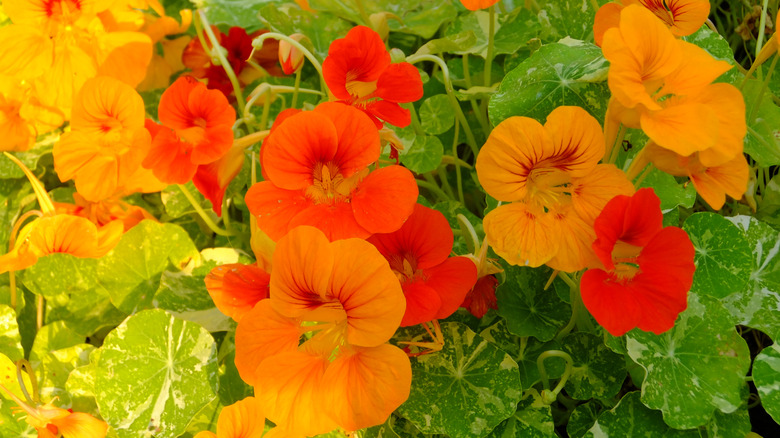 Orange and yellow nasturtiums clustered together.